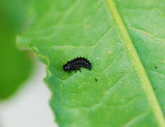 Gastrophysa atrocyanea