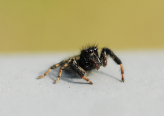 Carrhotus xanthogramma