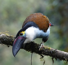 Andigena nigrirostris