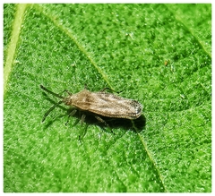 Teleonemia scrupulosa