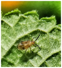 Teleonemia scrupulosa