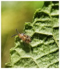 Teleonemia scrupulosa