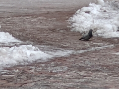 Columba livia domestica
