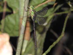 Gynacantha victoriae