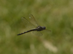 Zygonyx natalensis