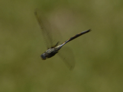 Zygonyx natalensis