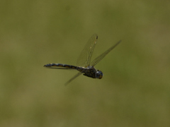 Zygonyx natalensis