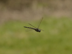 Zygonyx natalensis