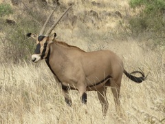 Oryx beisa callotis