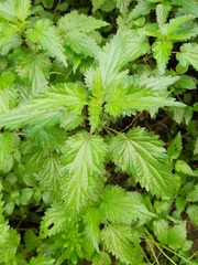 Urtica dioica