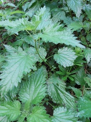 Urtica dioica