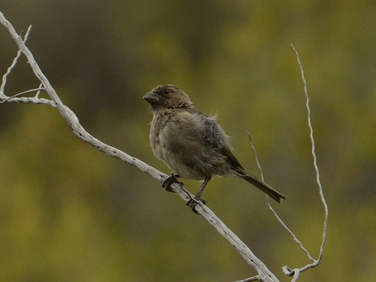 Protea Canary (Crithagra leucoptera), photo 9