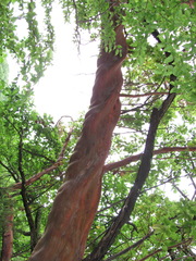 Arbutus andrachne