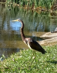 Egretta tricolor