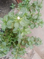 Catharanthus roseus roseus