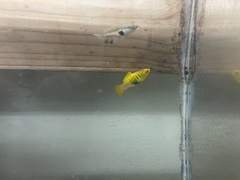 Xiphophorus variatus