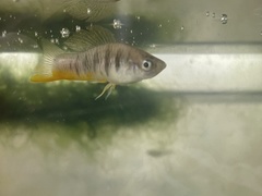 Sheepshead Swordtail photo 2