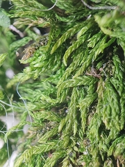 Scorpiurium circinatum