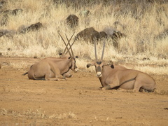 Oryx beisa callotis
