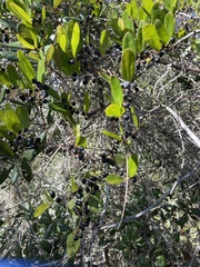 Angiospermae