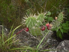 Opuntia decumbens