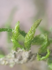 Scorpiurium circinatum