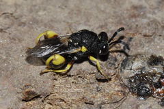 Brachymeria tibialis