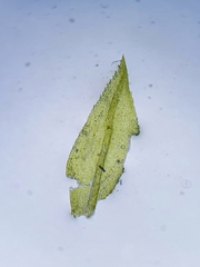 Scorpiurium circinatum