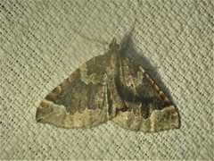 Eulithis flavibrunneata