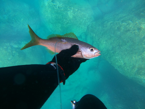 Golden snapper (Lutjanus inermis) — Lutjanidae — 4