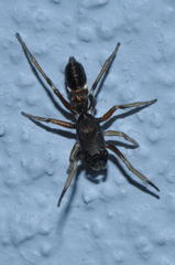 Leptorchestes berolinensis