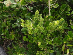Eugenia capensis