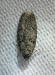 Semioscopis megamicrella