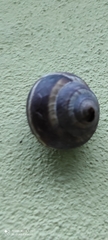 Helix straminea