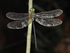 Gynacantha victoriae