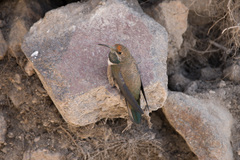 Oreotrochilus estella