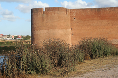 Onopordum macracanthum