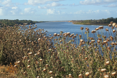 Onopordum macracanthum