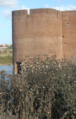 Onopordum macracanthum
