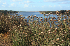 Onopordum macracanthum