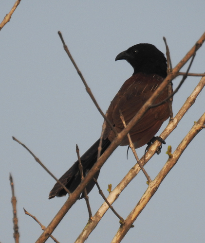 Centropus bengalensis
