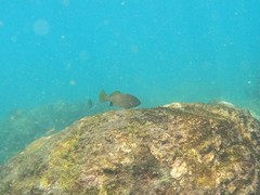 Corvula macrops