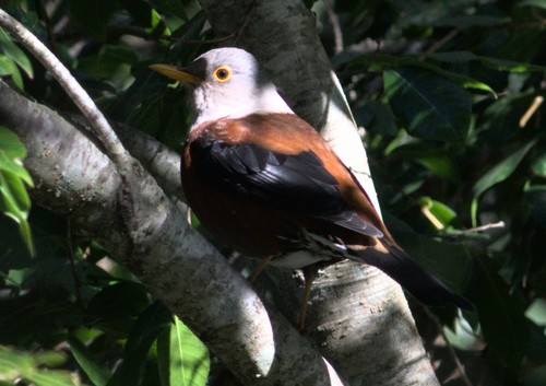 Chestnut Thrush (Turdus rubrocanus), photo 7