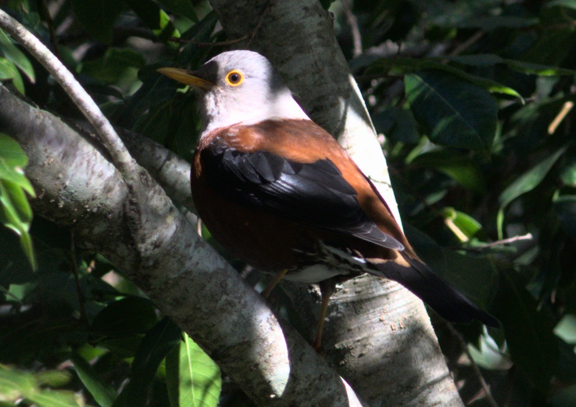 Chestnut Thrush illustration