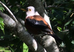 Turdus rubrocanus