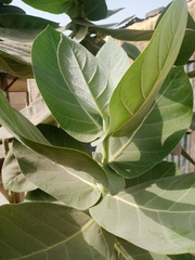 Calotropis procera