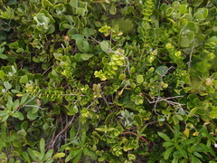 Eugenia capensis