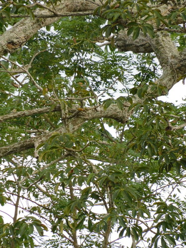 Pseudobombax septenatum