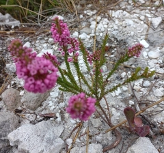 Erica pulchella