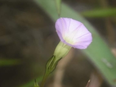 Ipomoea aristolochiifolia